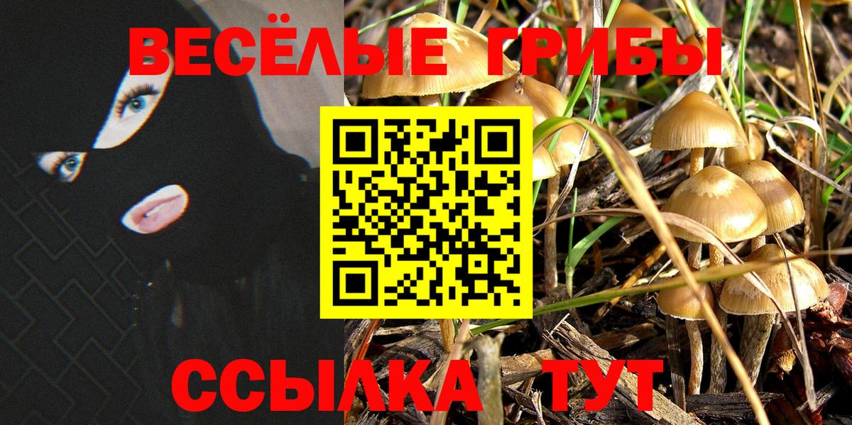 Псилоцибиновые грибы мицелий Новоалтайск